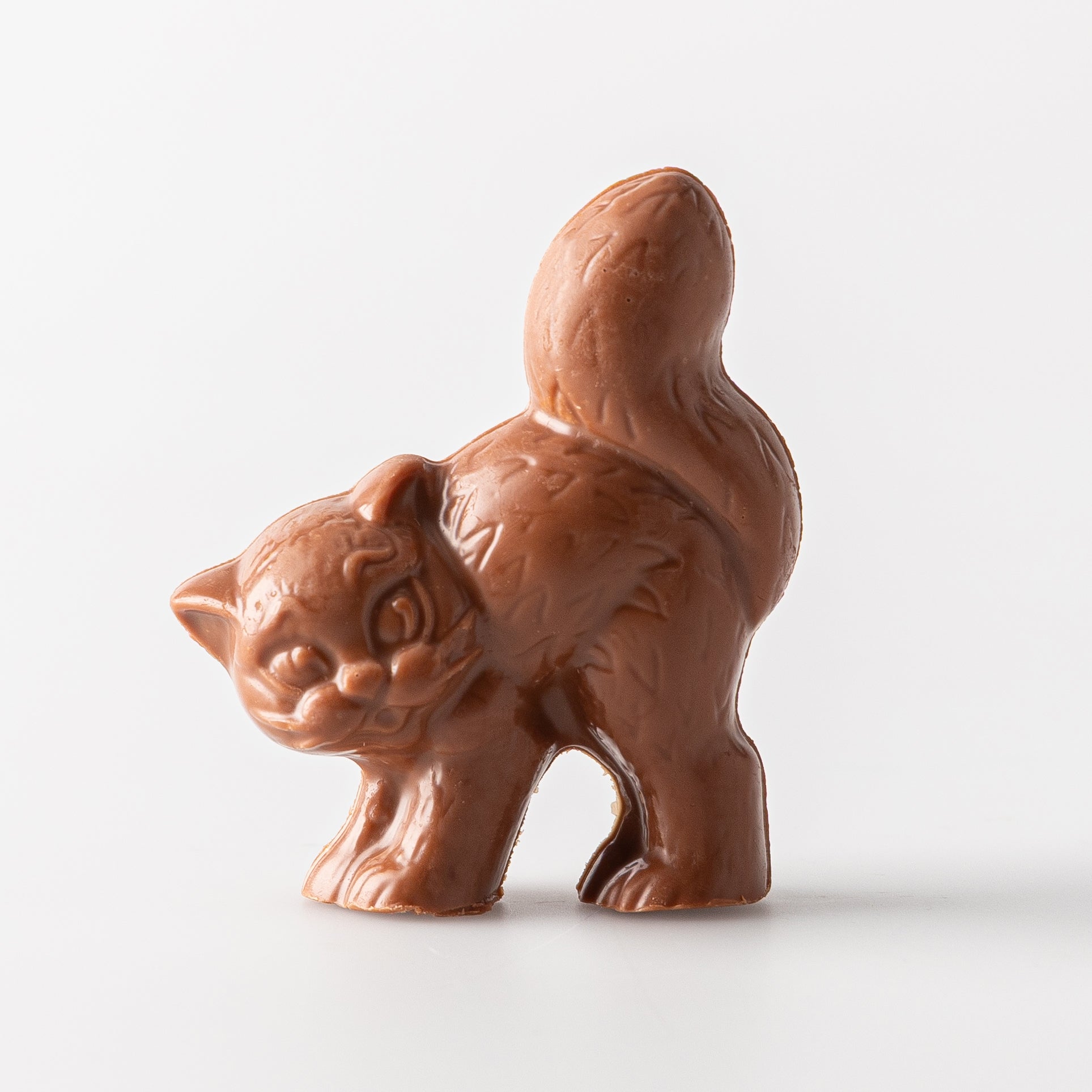 Chocolate Cat